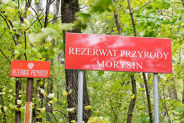 Ukryte miejsca na spacer w Warszawie – perełki, które znają tylko lokalsi rezerwat przyrody morysin, park